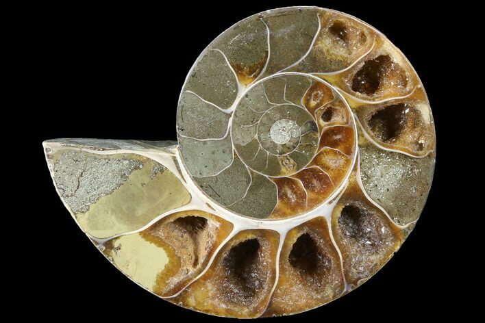 Thick Ammonite (Anapuzosia) Fossil Half #88040
